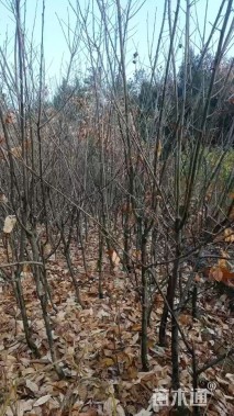 高度500厘米板栗