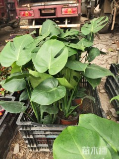 45厘米龟背竹