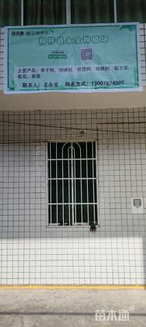 高度180厘米李子树