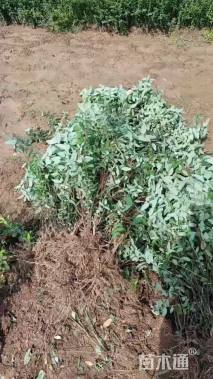 高度30厘米金丝桃