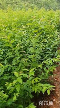 3公分福建山樱花