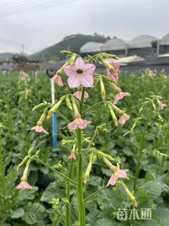 高度40厘米花烟草