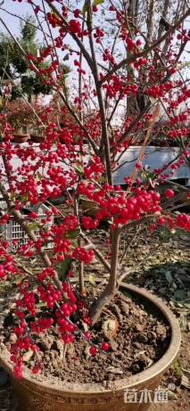 10公分北美冬青