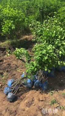 高度100厘米大叶紫丁香