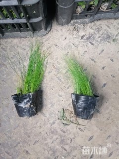 10厘米细叶针芒