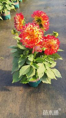 高度30厘米大滨菊