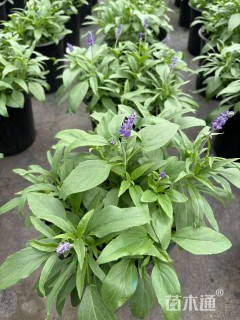 高度30厘米鼠尾草