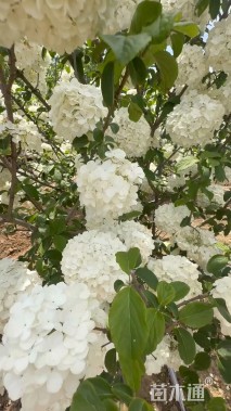 高度180厘米中华木绣球