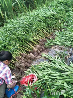 高度80厘米夹竹桃