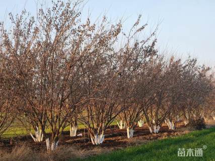 高度450厘米丛生茶条槭