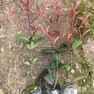 高度40厘米红叶石楠小苗
