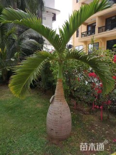 裸干高100厘米酒瓶椰子