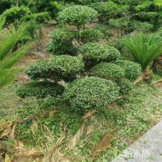 高度180厘米黄杨