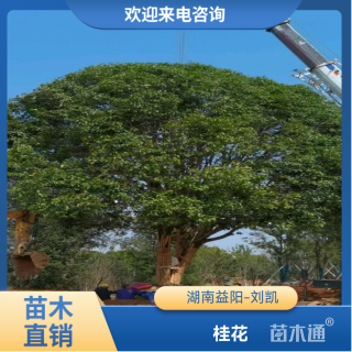 60公分桂花
