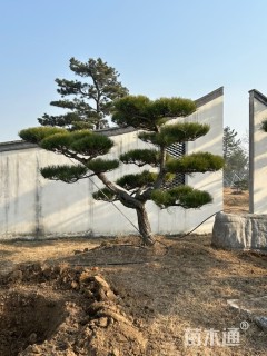 移栽苗造型罗汉松