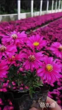 高度16厘米荷兰菊