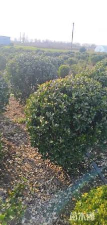 冠幅80厘米大叶黄杨球