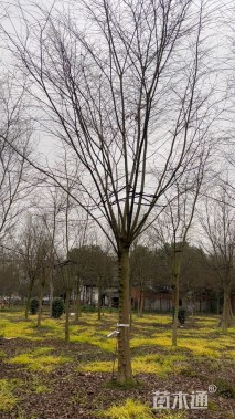 20公分朴树