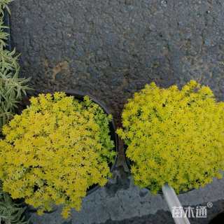 高度15厘米金叶佛甲草