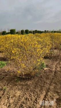 高度120厘米连翘