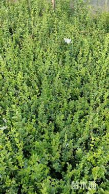 高度30厘米小叶女贞