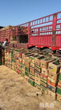 高度16厘米景天