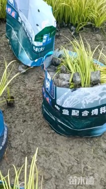 高度25厘米金叶石菖蒲