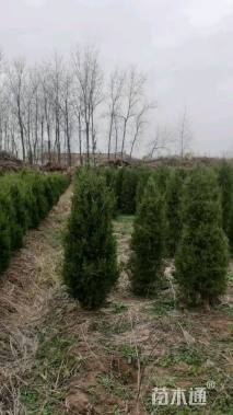 高度200厘米蜀桧