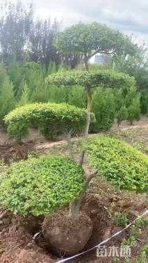 高度200厘米小叶女贞