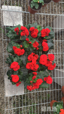 高度25厘米丽格海棠