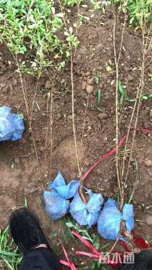 高度100厘米锦鸡儿