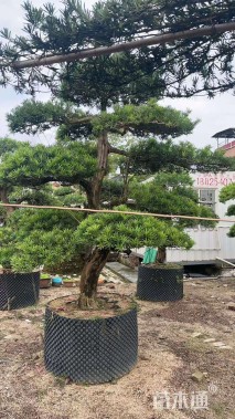 移栽苗造型罗汉松