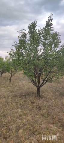 16公分八棱海棠