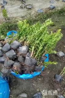 高度20厘米雀舌黄杨