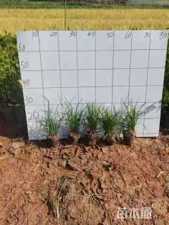 高度25厘米沿阶草