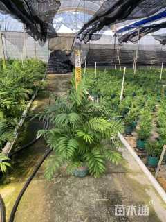 裸干高30厘米袖珍椰子