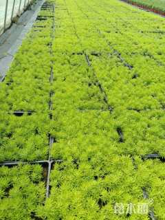 高度5厘米金叶佛甲草