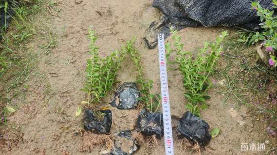 高度15厘米满天星