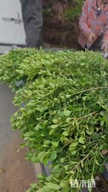 高度40厘米小叶黄杨