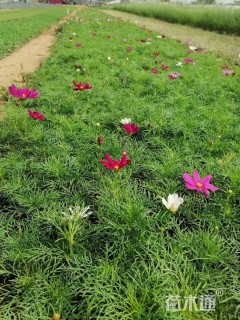 高度20厘米波斯菊