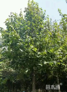16公分椴树