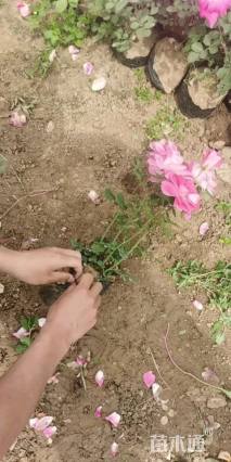 高度40厘米月季