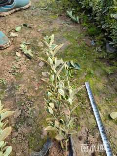 高度50厘米金边黄杨小苗