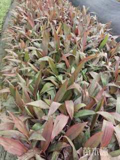 高度20厘米亮叶朱蕉