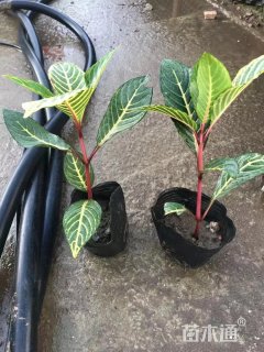 高度20厘米金脉爵床