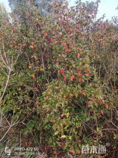 高度150厘米杜鹃