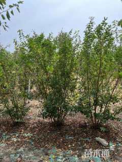 高度250厘米丛生紫薇