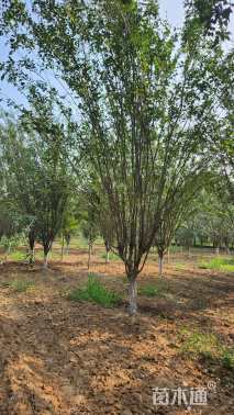 12公分西府海棠