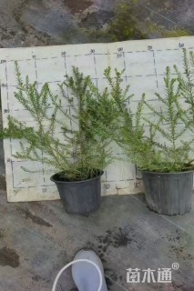 高度40厘米澳洲米花