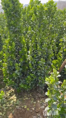 高度150厘米北海道黄杨